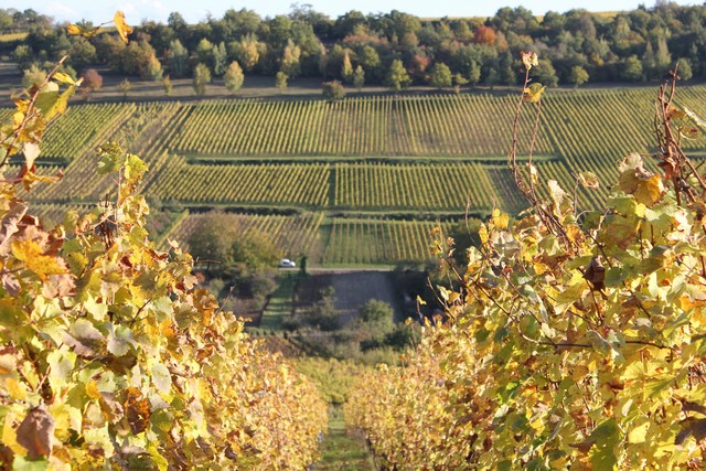 Vignoble de Dorlisheim  l'automne,  15 minutes du Gite en Alsace